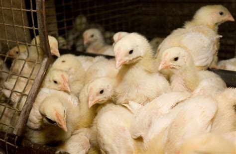 Perdue One Ups The Fda The Chicken Company Just Took A Major Step To