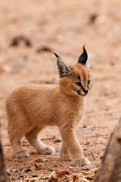 Beautiful Baby Caracal Caracal Kittens Cats And Kittens Baby Bobcat
