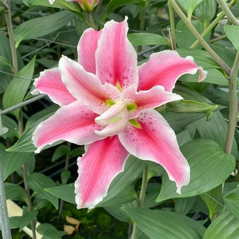 Get Lily Distant Drum Summer Flowering Bulb Lilium In Mi At English