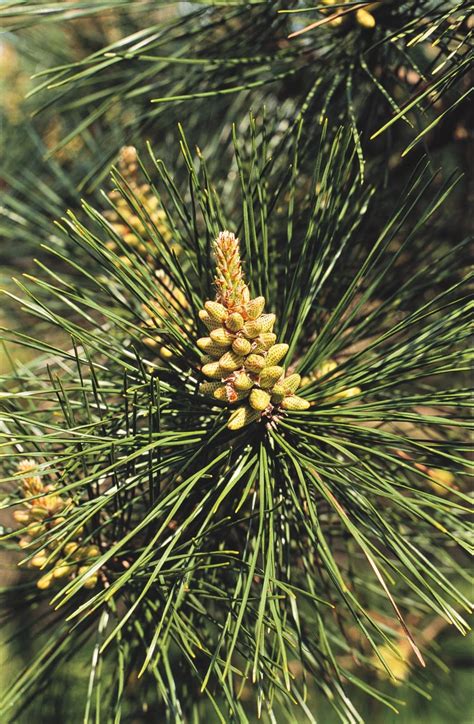 Pinus Tabuliformis Trees And Shrubs Online