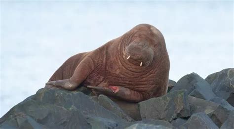 Freya The Beloved Arctic Walrus Spotted On Shetland Islands After