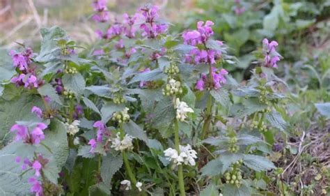 20 Weeds With Purple Flowers Easy Identification