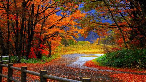 Download Autumn Tree In Fall Hd Desktop Wallpaper Background By