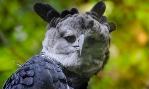 The Harpy Eagle Is A Reminder That Mythological Creatures Do Exist