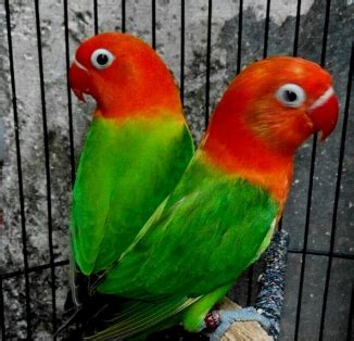 Oleh sebab itu, warna tersier lebih bervariasi karena kombinasi dua warna tersebut. Jenis dan warna Lovebird yang paling mahal di Indonesia ...