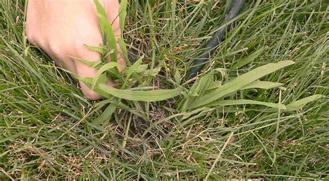 However, if we want to kill the crabgrass in our bermuda lawn it should be done before the great growing conditions that come in a few weeks. How to Kill Crabgrass, 9 Proven Methods - The Lawn Mowing King