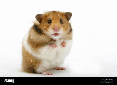 Hamster Picture 835 1000  Isoprenylated Human Brain Type I