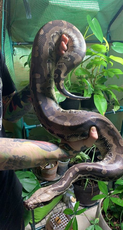2017 Rtb Male Sumatran Short Tail Python Sumatran Short Tailed Python