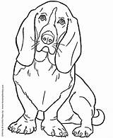 Hound Coloring Basset Dog Visit Beagle sketch template