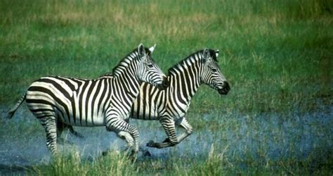 Linyanti Wildlife Reserve Safaris And Tours Goway