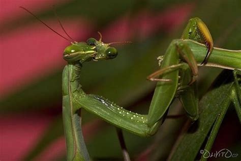 Excellentcoolpics The Female Praying Mantis After Mating