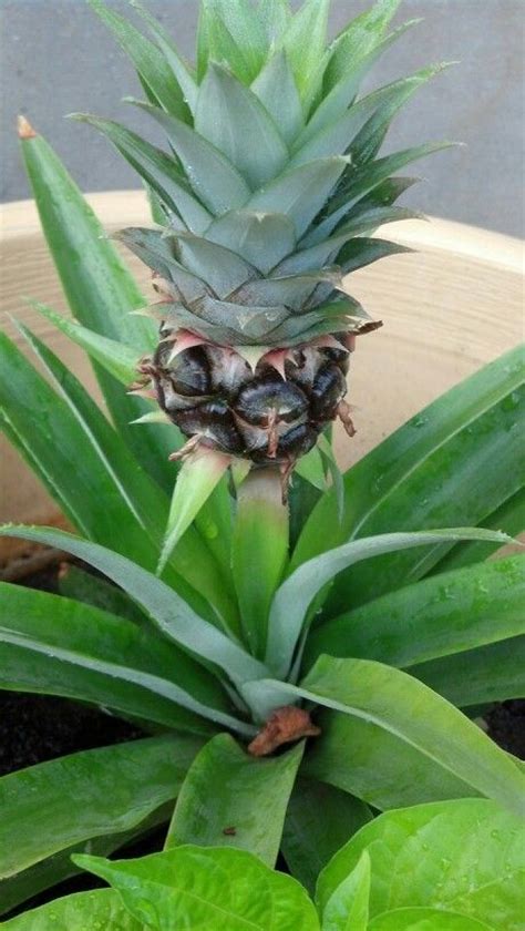 Pineapple Growing In A Pot Growing Pineapple Pineapple Garden