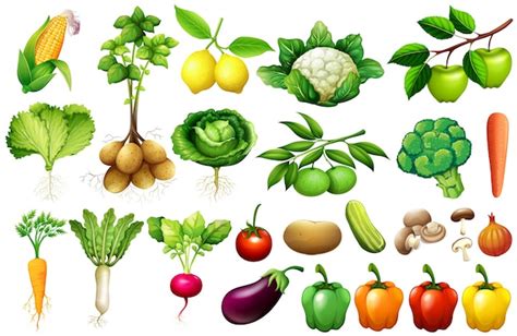 Various Kind Of Vegetables Illustration Vector Free Download