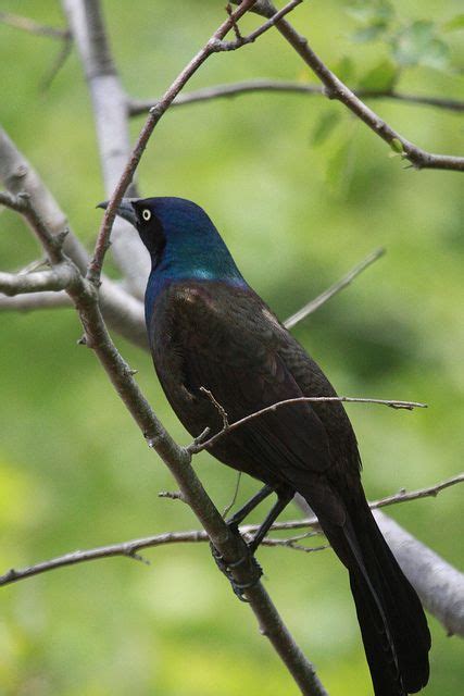 Common Grackle Bird Had Thousands Of These In The Yard For Just One
