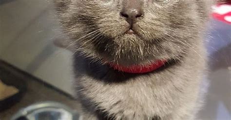 Adorable British Shorthair Kittens Imgur