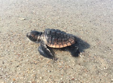 Edisto Beach Sea Turtle Walk