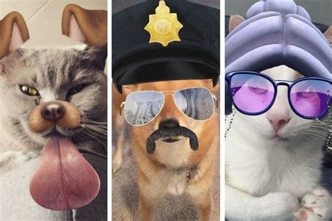 12 Pets Using Snapchat Filters Better Than You Cuteness