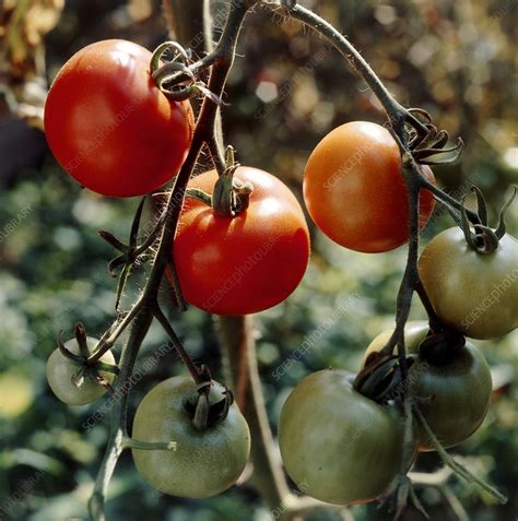 Tomatoes On The Vine Ripening Stock Image E7701440 Science Photo
