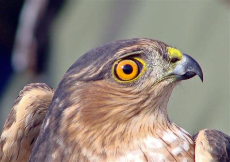 Literally Just A Picture Of A Hawks Eye Sharp Shinned Hawk Eye