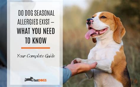 Do Dog Seasonal Allergies Exist — What You Need To Know Fast Dogs