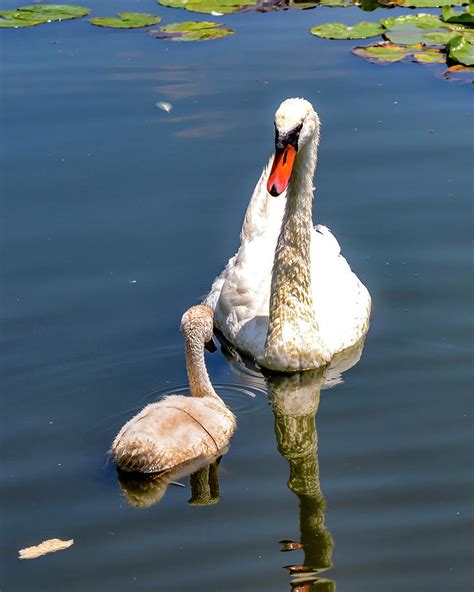 The Ugly Duckling Photograph By Jim Hoover Pixels