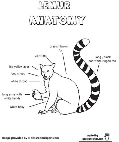 Lemur Anatomy Outine Printout Worksheet Lemur Drawing For Kids