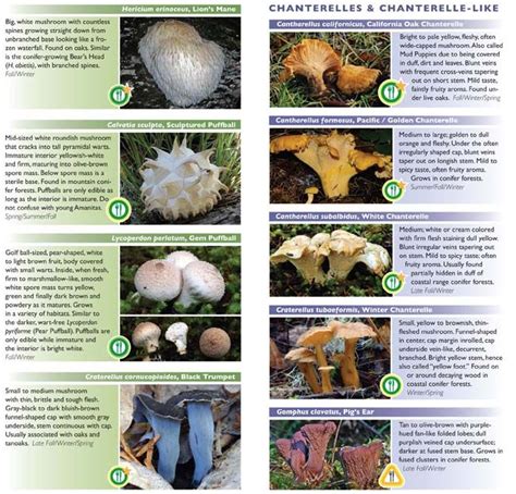Wild Mushroom Identification Charts