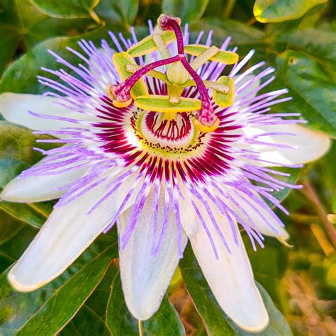 I Had No Idea This Is How Crazy A Passion Fruit Flower Looks