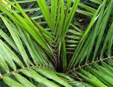 Expert Tips How To Save A Dying Palm Tree Fast