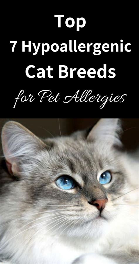 Top 7 Hypoallergenic Cat Breeds For Pet Allergies Choosing