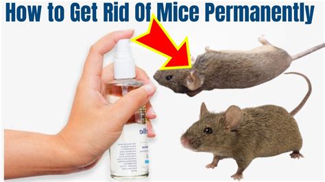 Natural Homemade Mouse Repellent To Get Rid Of Mice Permanently In Your