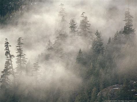 Pacific Northwest Fog Wallpapers Top Free Pacific Northwest Fog