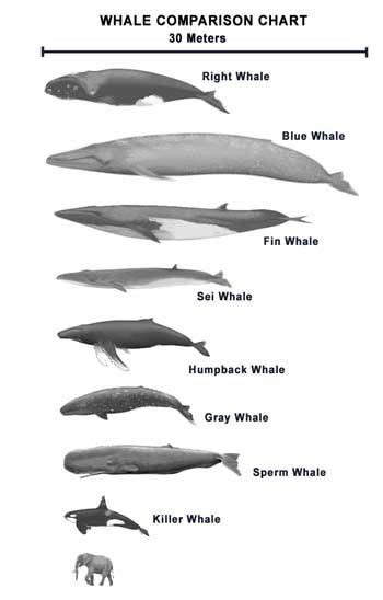 It is a large whale: Different types, Different types of and Types of on Pinterest