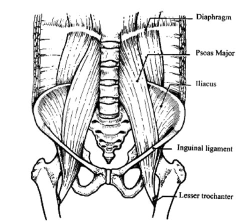 Anatomy Of Psoas Muscle Download Scientific Diagram