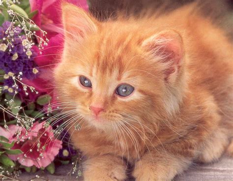 wedding world cute ginger kitten