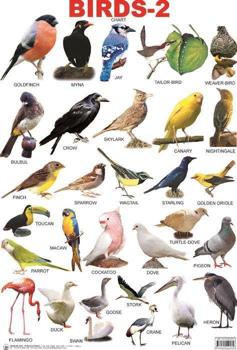 Resultado De Imagen De Birds With Names Animals Name In English Bird