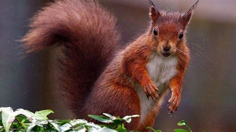 National Trust To Own Formby S Red Squirrel Woodlands BBC News