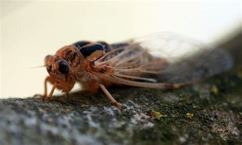 ‘a Remarkable Phenomenon Billions Of Cicadas Set To Emerge Across