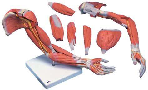 Arm muscle diagram muscles of the arm and hand classic human anatomy in motion the. Human Anatomy Body - Human Anatomy for Muscle ...