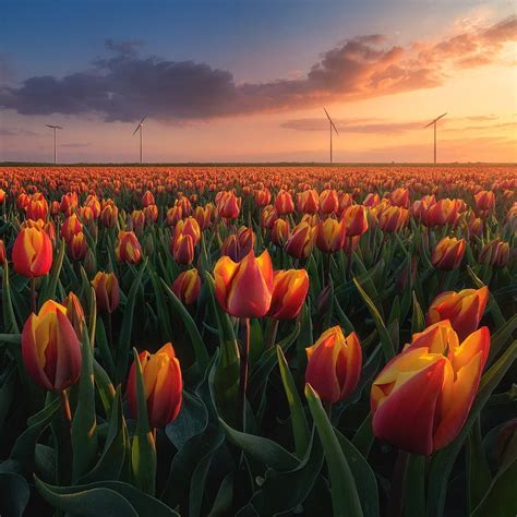 The Tulips Are Here Quite Satisfied With My First Decent Sunset In The