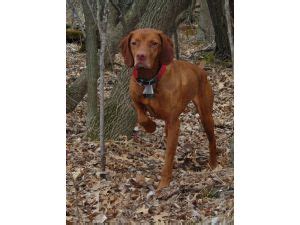 All of our litters and vizslas are registered|registerable with the american kennel club (akc). Vizsla Puppies in Minnesota
