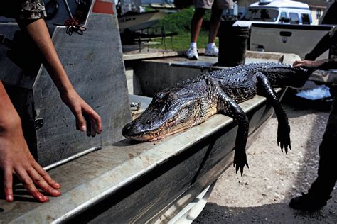Can The Alligator Save Louisianas Economy