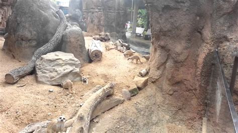Meerkats At The Houston Zoo Youtube