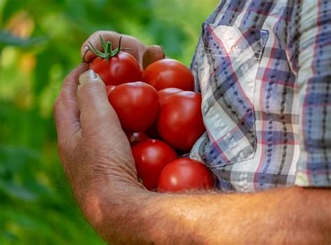 So are cherry varieties and. Tomatoes - Determinate vs. Indeterminate | Growing ...