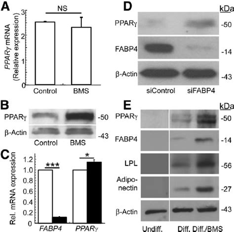 Fabp4 Inhibition Increases Ppar G Protein Expression And Activity In