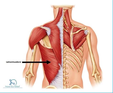 Latissimus Dorsi Muscle Origin Insertion Nerve Supply Action How