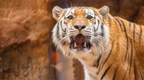 Two Escaped Tigers Recaptured In Georgia After Tornado Damages