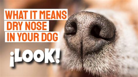 What Does It Mean When Your Dog Nose Is Dry