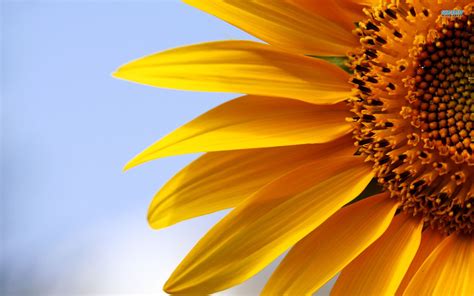 sunflower - Google Search | Sunflower images, Sunflower wallpapers, Sunflower picture