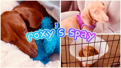 Dog Spay My Dogs Spay Surgery Experience And Recovery Vlog Youtube